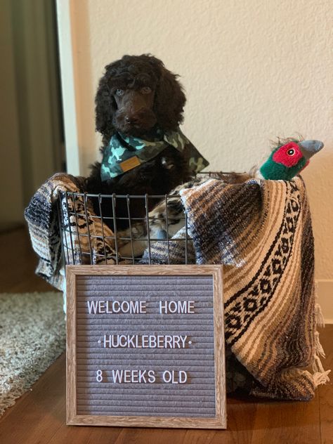 New Puppy Letter Board, Puppy Welcome Home Basket, Welcome Home Basket, Welcome Home Signs, Dog Basket, Welcome Home, New Puppy, Dog Toys, Home Signs