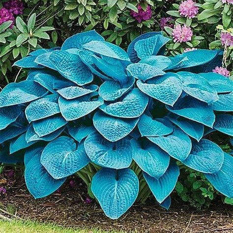 21 Colorful Hostas You Must Plant in Your Garden White Feather Hosta, Hosta Blue Angel, Blue Hosta, Spring Hill Nursery, Hosta Gardens, Hosta Plants, Silvery Blue, Shade Perennials, Tall Flowers