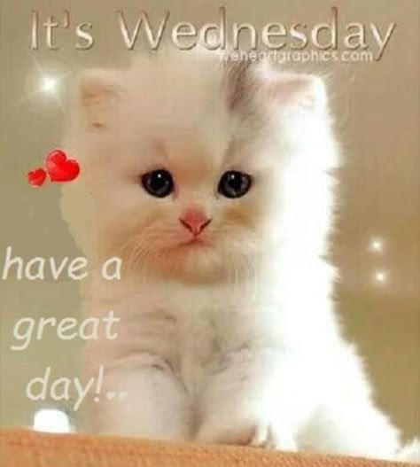 Wednesday Greetings, Hump Day Humor, Morning Wednesday, Good Morning Sister, Week Quotes, Good Wednesday, Good Morning Wednesday, Happy Wednesday Quotes, Morning Memes