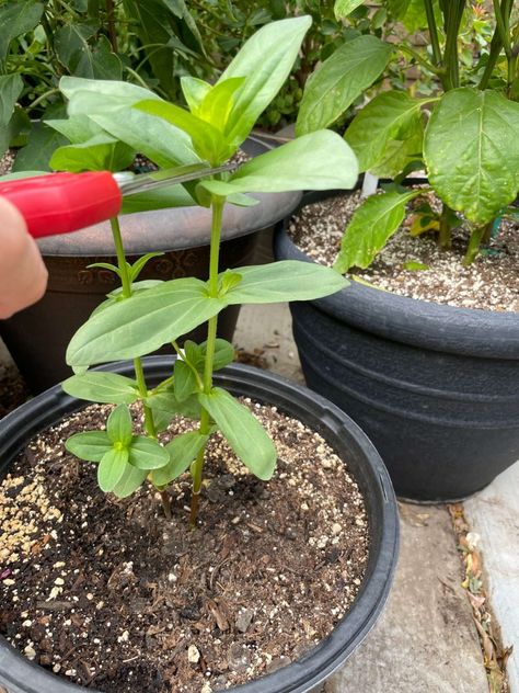 How to Easily Grow Stunning Potted Zinnias from Seed Zinnia In Pots, How To Grow Zinnias From Seed, Planting Zinnias From Seed, Potted Zinnias, Zinnias From Seed, Growing Zinnias From Seed, Saving Seeds, Companion Planting Vegetables, Small House Garden