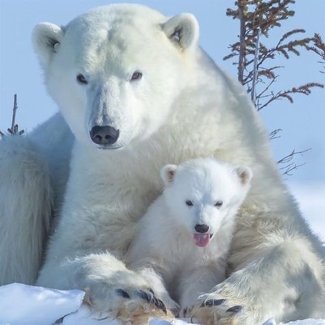 Polar Bear Images, Polar Bear Cubs, Bear Images, Bear Cub, Bear Cubs, Polar Bears, Instagram Repost, Animal Planet, An Animal