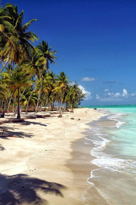 Com mais de sete mil km de costa litorânea, segundo dados do IBGE, o Brasil tem praias para todos os gostos. Tem para baladeiros e as de águas calmas para a família. Tem também as de cenário selvagem para quem quiser ser o único a caminhar por ali. Eis que chegou a temporada mais esperada...Continue lendo »