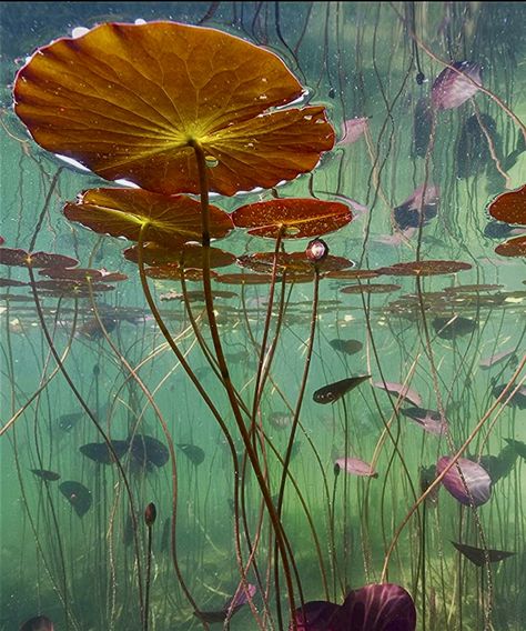 Underwater Flowers, Lilly Pond, Underwater Plants, Lily Painting, Water Lilly, 수채화 그림, High Art, Ethereal Art, Your Lips