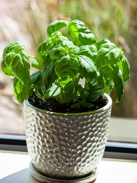 Basil In Pots, Basil Care, Basil Planter, Grow Basil Indoors, Basil Plant Indoors, Potted Basil, Propagate Basil, Growing Basil Indoors, Pruning Basil