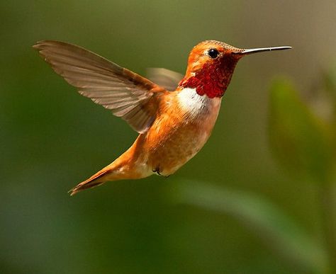 Hummingbird Orange Hummingbird, Colombia Tattoo, Hummingbird Colors, Hummingbirds Photography, Hummingbird Pictures, Flower Tattoo Arm, Hummingbird Garden, Hummingbird Tattoo, Butterfly Images