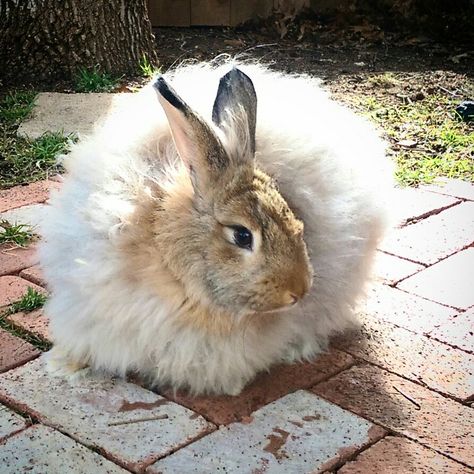 Fern, 6 mo chestnut satin angora Raising Rabbits, Rabbit Breeds, Domestic Animals, Angora Rabbit, Rabbits, Buns, Chestnut, Fern, Satin