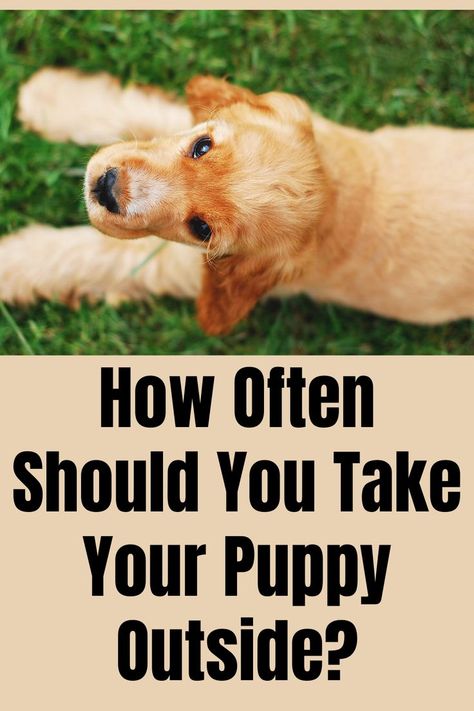 Super helpful tips on how to potty train your puppy including how to show your puppy where to pee.  Includes a free, step-by-step professional video series from Doggy Dan!
Puppy Potty Training
Puppy House Training
Puppy Housebreaking
Puppy Toilet Training
Puppy Pad Training House Breaking A Puppy, Puppy Toilet Training, Puppy Potty Training Tips, Puppy Potty Training, Train A Puppy, How To Potty Train, Train Your Puppy, Training Puppy, Puppy Pads Training