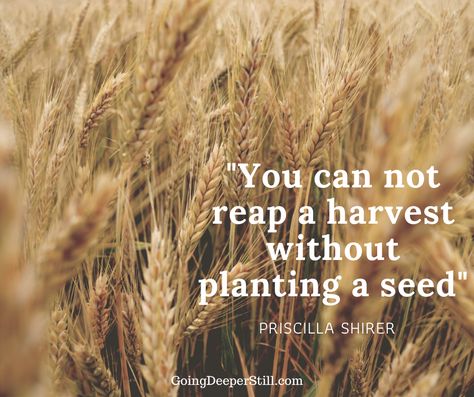 Harvest Quotes, Seed Quotes, Harvest Bible, Conference Ideas, Plants Quotes, God's Blessings, Be Silly, Apple Seeds, Bountiful Harvest