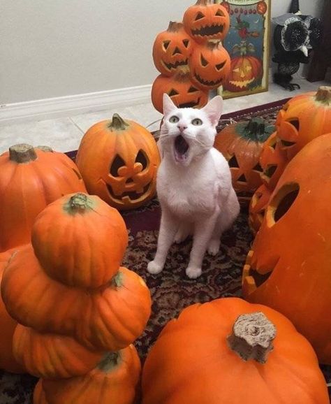 40 Fun and Random Pics Just Begging for Your Click - Gallery Fall Cats, Chat Halloween, Pumpkin Cat, Cat Pumpkin, Halloween Animals, Funny Animal Memes, Fete Halloween, Silly Cats, Funny Animal Pictures