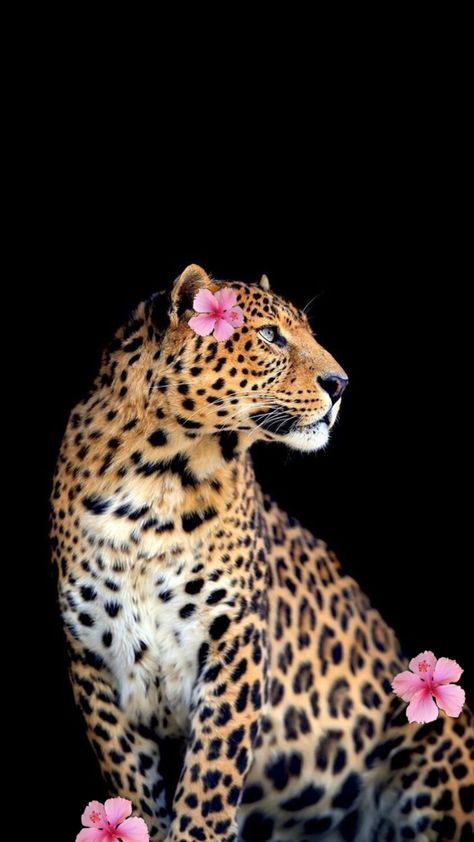 Unstoppable Pink Leopard Wallpaper Iphone, Tiger Wallpaper Iphone, Pink Leopard Wallpaper, Glamour Wallpaper, Leopard Appaloosa, Cheetah Wallpaper, Leopard Print Wallpaper, Cheetah Print Wallpaper, Hello Kitty Wallpaper Hd