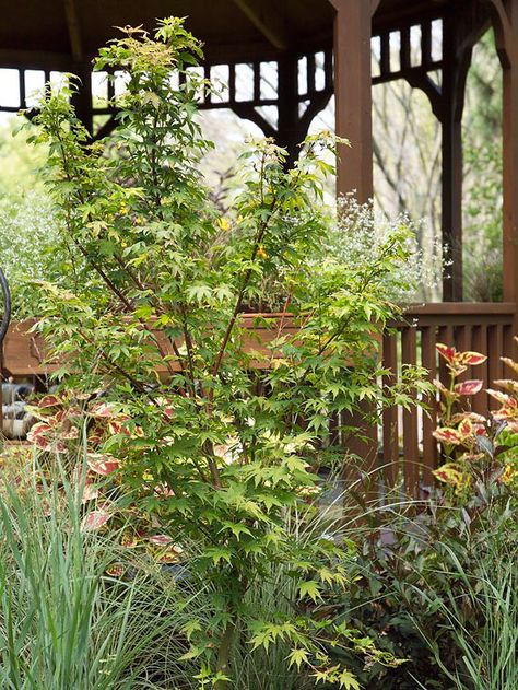 Coral Bark Japanese Maple Tree Varieties, Maple Tree Varieties, Japanese Maple Tree Landscape, Coral Bark Maple, Maple Tree Landscape, Japanese Maple Garden, Japanese Maple Varieties, Bloodgood Japanese Maple, Coral Bark Japanese Maple