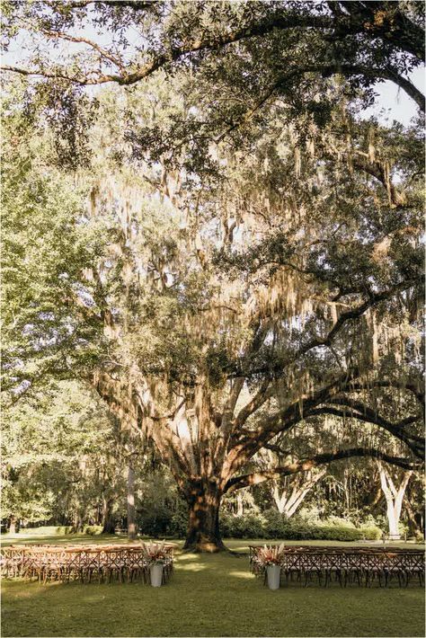 Wedding Ceremony Under Tree, Eden Gardens State Park, Eden Gardens State Park Wedding, State Park Wedding, Oak Tree Wedding Ceremony, Bayou Wedding, Park Wedding Reception, Tree Wedding Ceremony, Oak Tree Wedding