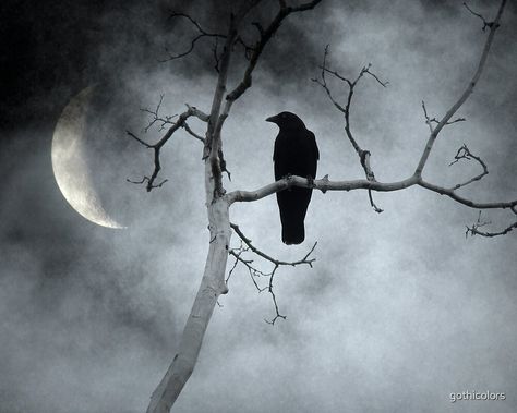 Crescent Moon Photo, Crescent Moon Light, Moody Sky, Crow Painting, Moon Photo, Crow Art, Moon Photos, Crows Ravens, Photography Wall