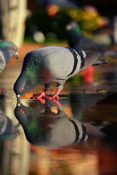 Feral Pigeon, Wild Birds Photography, Cute Pigeon, Pigeon Pictures, New Nature Wallpaper, Dove Pigeon, Beautiful Summer Wallpaper, Pigeon Pose, Trending Pins