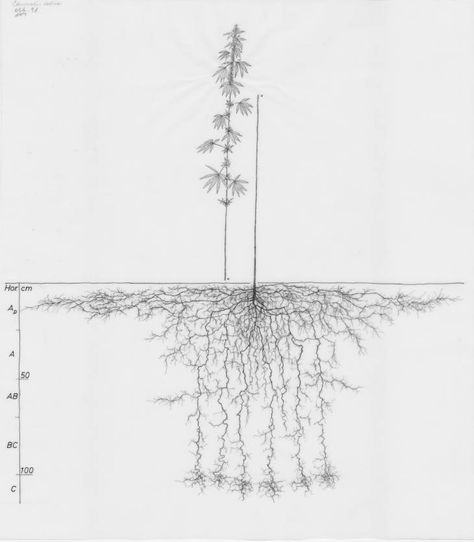 Research Images, Root System, The Underground, Image Collection, University, Ceiling Lights, Drawings, Design