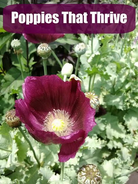 Tips for Growing Poppies - Tales of a Ranting Ginger Poppies Aesthetic, Poppies Drawing, Poppy Flower Garden, Growing Poppies, Planting Poppies, Poppies Art, Poppy Garden, Medicinal Garden, Garden Kit