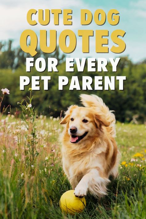 Golden retriever playing with a yellow ball in a grassy field. Dog Breeder Quotes, Dog Funny Quotes, Funny Dog Captions, Dog Instagram Captions, Dog Captions, Dog Love Quotes, Cat Love Quotes, Dog Mom Quotes, Cute Dog Quotes