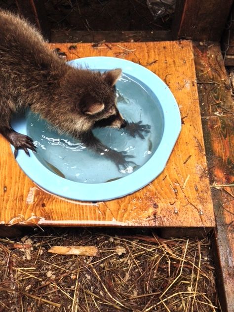 When they leave the nursery and go into the outdoor enclosures to prepare for release, minnows were put in their water dishes. Raccoon Habitat Ideas, Raccoon Enclosure Ideas, Pet Raccoon Enclosure, Raccoon Enclosure, Enrichment Projects, Animal Enrichment, Wildlife Rescue, Pet Raccoon, Wildlife Rehabilitation