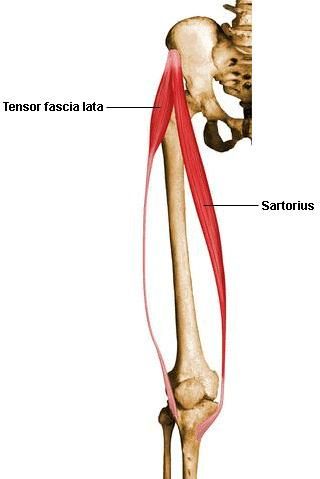 Tensor fascia lata and sartorius Anatomy Of Muscles, Ankle Anatomy, Study Anatomy, Tensor Fasciae Latae, Middle School Health, Anatomy Flashcards, Arm Anatomy, Fascia Lata, Thoracic Vertebrae