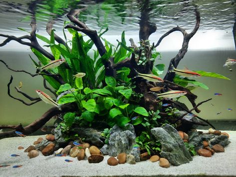 Island Aquascape, Driftwood Aquascape, Cool Fish Tank Decorations, Fish Aquarium Decorations, Aquarium Architecture, Fish Tank Themes, Amazing Aquariums, Fish Tank Terrarium, Goldfish Tank