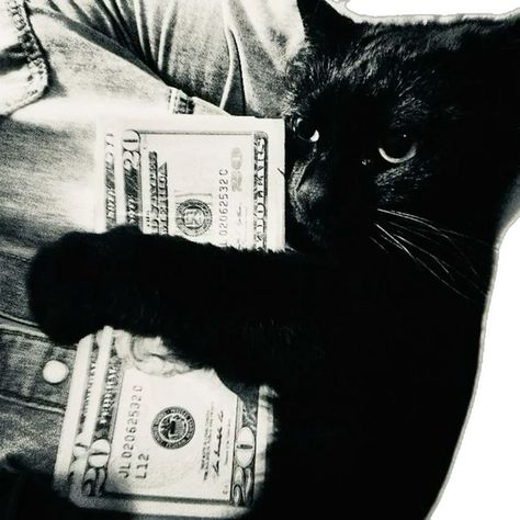 Cat Money, Money Icon, Goth Baddie, Black Cat Aesthetic, Money Cat, Y2k Profile Picture, Cat Dark, Cat Pfp, Look At The Moon