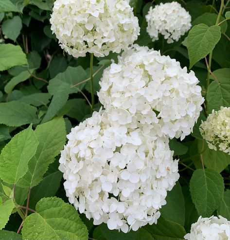 September Manifestation, Flower Aesthetic White, Wedding Flower White, Flower Arrangements White, White Flower Aesthetic, White Flowers Aesthetic, Flower Girl Dresses White, White Flower Arrangement, Linen Board