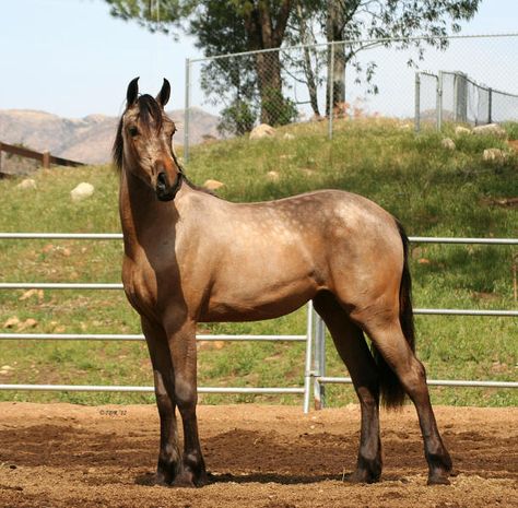 Arabian Quarter Horse Cross, Horse Buckskin, Dream Horse, Black Horses, All The Pretty Horses, Horses For Sale, Pretty Horses, Quarter Horse, Beautiful Horses