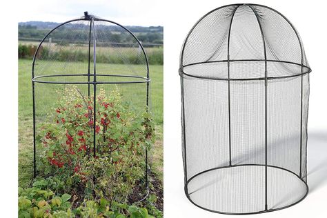 Fruit Cages, Fruit Cage, Plant Cages, Fruit Bushes, Garden Layout Vegetable, Allotment Gardening, Garden Netting, Build A Greenhouse, Homestead Gardens