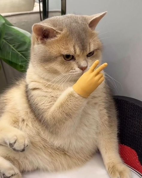 The Cats Speak Out: 23 Hilarious Memes of Cats Speaking Their Spicy and Sassy Truth - I Can Has Cheezburger? White Elephant Games, Elephant Game, White Elephant Game, Cheezburger Cat, Puppet Toys, Fidget Spinners, Puppet Making, Tiny Hands, Finger Puppet