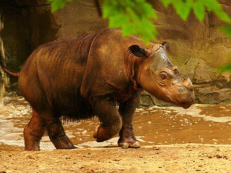 Dicerorhinus s. sumatrensis - Sumatra-Nashorn - Western Sumatran rhinoceros | Flickr - Photo Sharing! Sumatran Rhinoceros, Sumatran Rhino, Sketch Reference, Wild Animals Photography, Endangered Wildlife, Cincinnati Zoo, Animals Care, Asian Elephant, Incredible Creatures