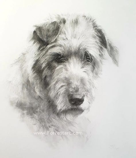 Portrait of LUNA❤️🐺 Graphite pencils & charcoal #dog #dogstagram #art #graphitedrawing #drawing #charcoal #charcoaldrawing #mixmedia #pencils #artofinstagram #dogdrawing #dogstagram #petportraitartist #petportraits #wolfhound #irishwolfhoundsofig #irishwolfhoundlove #irishwolfhoundoftheday #irishwolfhoundsofinstagram Dog Graphite Drawing, Irish Wolfhound Painting, English Setter Black And White, Graphite Dog Portrait, Irish Wolfhound, Graphite Pencils, Graphite Drawings, Charcoal Drawing, Dog Drawing