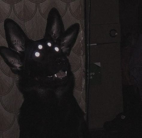 Starfleshcore black wolf with four glowing in the dark eyes and four ears Starflesh Aesthetic, Canine Poetry, Dog Poetry, Scary Dogs, Dog Aesthetic, Glowing Eyes, Animal Reference, Bad Dog, Animal References