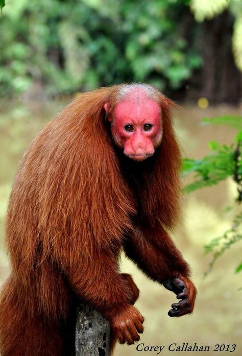 Red faced uakari Creature Inspiration, Red Monkey, Red Ape, Rainforest Animals, Red Face, Martial Arts Styles, Chinese Martial Arts, Unusual Animals, Mythical Creature