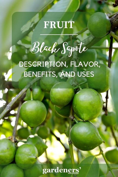 Black Sapote: Description, Flavor, Benefits, And Uses Black Sapote, Garden Guide, Planting Vegetables, Vegetable Garden, Join Us, Health Benefits, Benefits, Product Description, Magazine