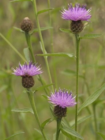 British Wildflowers, Hedgerow Flowers, Cook Art, British Wild Flowers, Country Patterns, Plants Uk, Wild Flower Meadow, Gardening Trends, Cottage Garden Plants