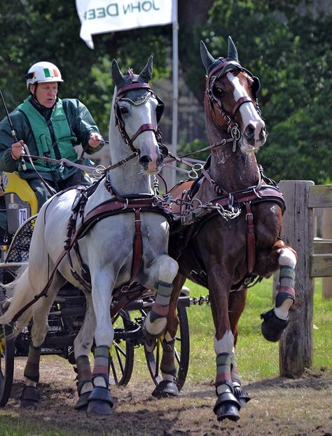 Horse Driving, Driving Horses, Carriage Driving, Horse Harness, Draft Horse, Horse Videos, English Riding, Driving Photography, Draft Horses