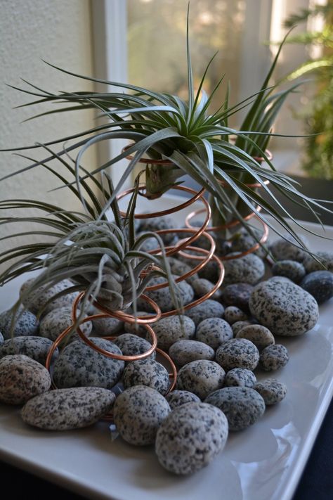 Air Plant Art, Plants In The Home, Air Plants Diy, Rock Display, Air Plant Garden, Orchid Fertilizer, Plant Display Ideas, Air Plants Decor, Hanging Plants Diy