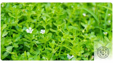 Discover how Bacopa may benefit health by improving cognitive function, dementia, mood, & more! Bacopa Benefits, Herbal Benefits, Brain Enhancement, Bacopa Monnieri, Improve Cognitive Function, Neurological Disorders, Clinical Research, Improve Mood, Traditional Medicine