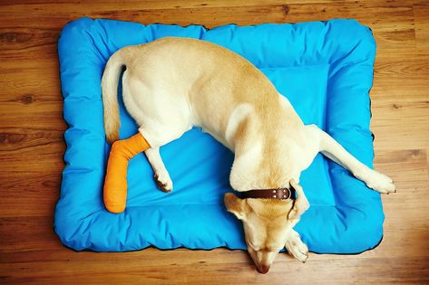 Dogs Benefit from Cruciate Ligament Surgery Shows New Study | Australian Dog Lover Dog Illnesses, Agility Training For Dogs, Barking Dog, Bone Diseases, Agility Training, Broken Leg, Dog Agility, Animal Hospital, Dog Behavior