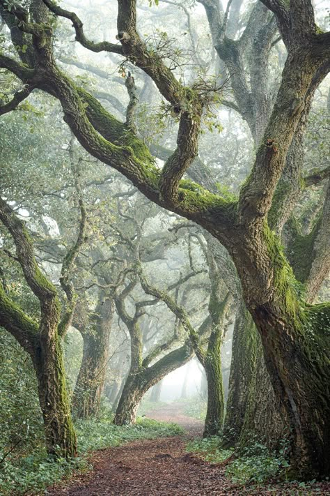 Big Oak Tree Aesthetic, Old Tree Photography, Nature Trees Forest, Tree Close Up, Forest Reference Photo, Tree Reference Photography, Tree No Leaves, Trees From Below, Beautiful Tree Drawing