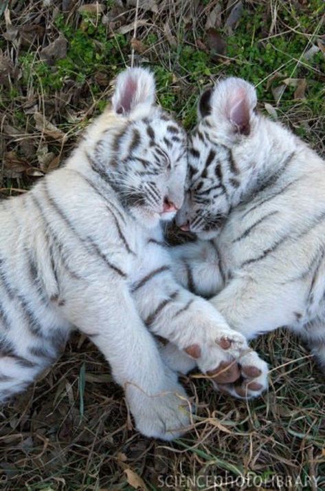 Baby White Tiger, White Tiger Cubs, Outdoors Quotes, Design Humor, Baby Tigers, Tiger Cubs, Tiger Love, Tiger Pictures, Quotes Tattoos