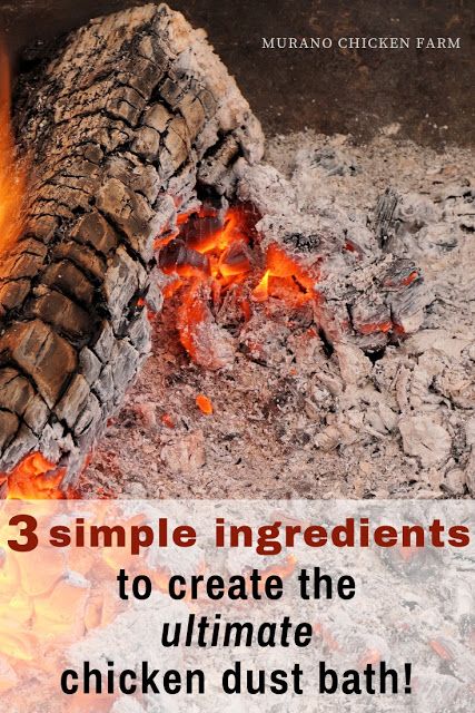 Just 3 simple ingredients to create the ultimate dust bath for chickens. Rid poultry of parasites with this dust bath. Easy to follow recipe/tutorial. #chickens #backyardchickens #homesteading Chicken Dust Bath, Chicken Bath, Dust Bath For Chickens, Chickens For Eggs, Raising Ducks, Chicken Nesting Boxes, Chicken Feeders, Dust Bath, Backyard Chicken Farming