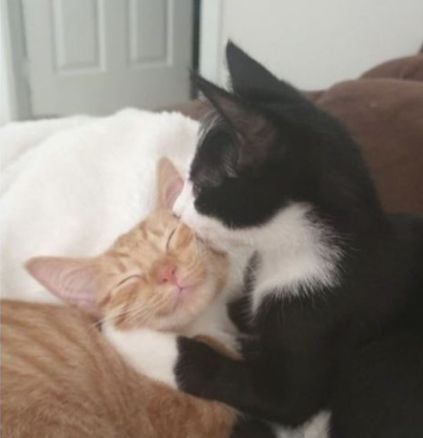 Two Cats, Orange, Bed, White