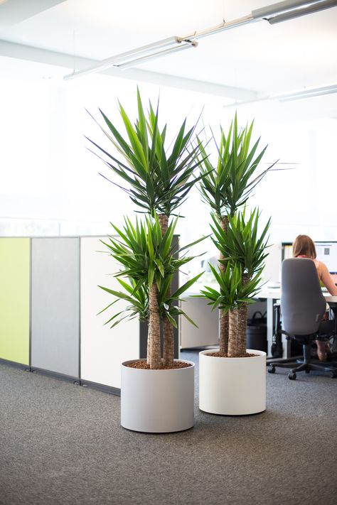 Tall Office Plants, Indoor Office Plants Workspaces, Corporate Office Decor Professional, Office Plants Ideas Interior Design, Office Planters, Commercial Reception, Plant Office Design, Indoor Office Plants, Plant Office Decor