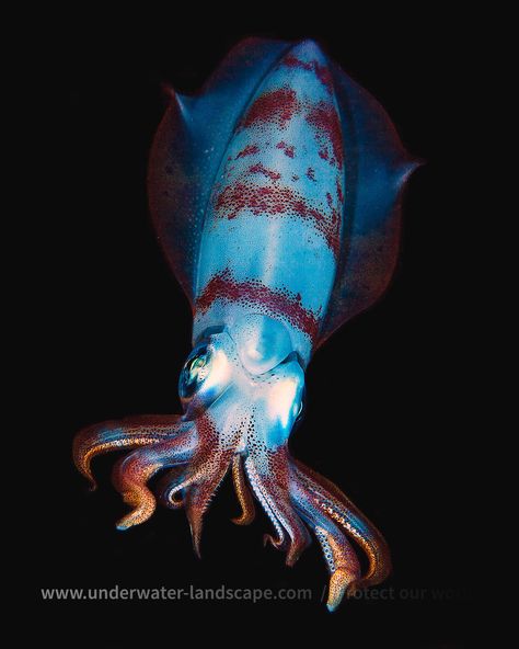 Photo sous marine - photographe sous marin / Calamar Deep Sea Creatures, Beautiful Sea Creatures, Underwater Creatures, Incredible Creatures, Underwater Life, Water Life, Aquatic Animals, Beautiful Fish, Calamari