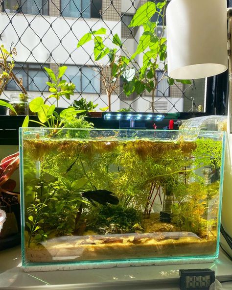 Planted Dirted Tank, Fish Tank Placement Ideas, Koi Betta Fish Tank, Betta Fish Planted Tank, Betta Community Tank, Fish Tank Aesthetic, Planted Betta Tank, 5 Gallon Tank, Fish Tank Ideas