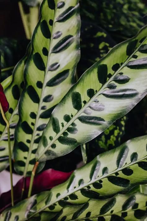 Beautiful Houseplants that are Cheap! - The Thrifted Planter Rattlesnake Plant, Calathea Ornata, Calathea Plant, Prayer Plant, Flower Meanings, Best Indoor Plants, Office Plants, House Plants Decor, Plant Health