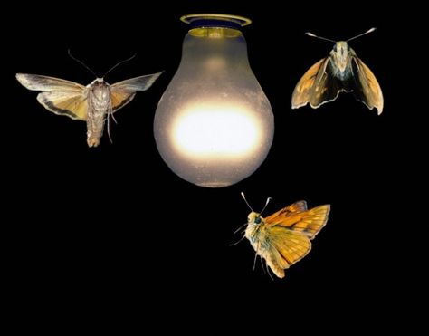 Porch Lights Have Altered the Evolution of Urban Moths                                                                                                                                                     More Moths Painting, Rose Blood, Moth Fly, Briar Patch, Fly Drawing, Mysterious Universe, Moth Butterfly, Light Tattoo, Creating Content