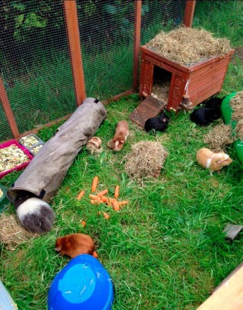 An interesting outdoor hutch that any guinea pig would love to exercise in. Peruvian Guinea Pig, Guinea Pig Run, Guinea Pig Hutch, Pig Care, Tortoise Care, Guinea Pig House, Guinea Pig Bedding, Bunny Cages, Pet Guinea Pigs