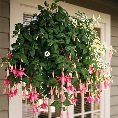 With their gorgeous shape and graceful hanging blooms, it's no wonder fuchsias are favorites for cool, shady spots. They're unmatched for their elegance. Fuchsias offer a great bonus, too: Hummingbirds love them. A. Fuchsia 'Diva Bridal Pink' -- 3/ Hanging Plants Outdoor, Flowers Hanging, Planting Ideas, Hanging Flower Baskets, Plants For Hanging Baskets, Flower Nursery, Planter Ideas, Hanging Plant, Easy Plants